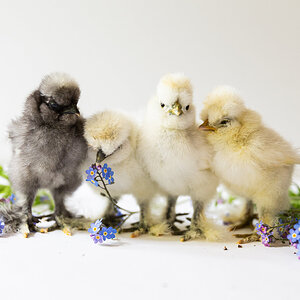 Cutest Baby Fowl Photo Contest—16th Annual 225.jpg