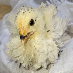 Cutest Baby Fowl Photo Contest—16th Annual 226.jpg
