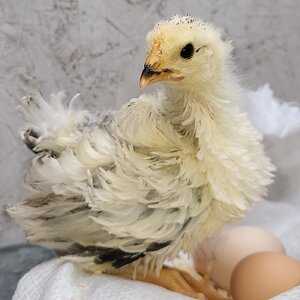 Cutest Baby Fowl Photo Contest—16th Annual 227.jpg