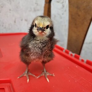 Cutest Baby Fowl Photo Contest—16th Annual 228.jpg
