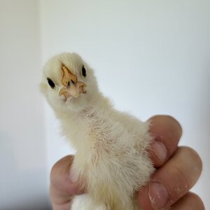 Cutest Baby Fowl Photo Contest—16th Annual 229.jpg