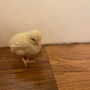 Cutest Baby Fowl Photo Contest—16th Annual 231.jpg
