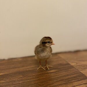 Cutest Baby Fowl Photo Contest—16th Annual 233.jpg