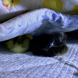 Cutest Baby Fowl Photo Contest—16th Annual 235.jpg