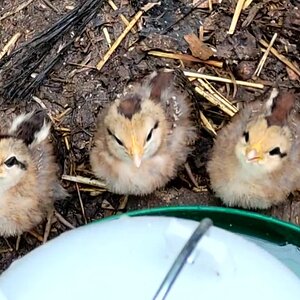 Cutest Baby Fowl Photo Contest—16th Annual 250.jpg
