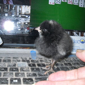 Cutest Baby Fowl Photo Contest—16th Annual 251.jpg