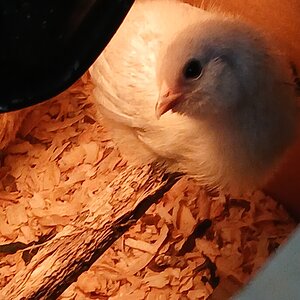 Cutest Baby Fowl Photo Contest—16th Annual 253.jpg