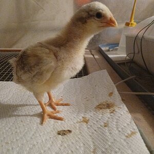 Cutest Baby Fowl Photo Contest—16th Annual 257.jpg
