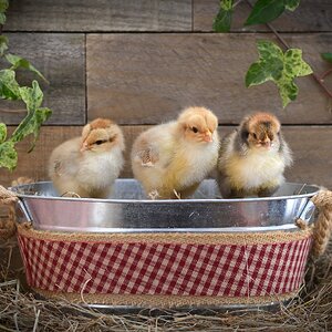Cutest Baby Fowl Photo Contest—16th Annual 276.jpg