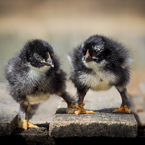 Cutest Baby Fowl Photo Contest—16th Annual 277.jpg
