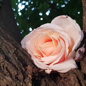 Springtacular Flower 1.png