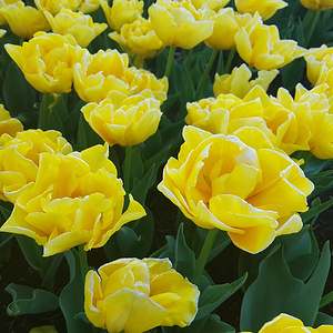 Springtacular Flower 2.png