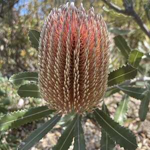 Springtacular Flower 4.jpg