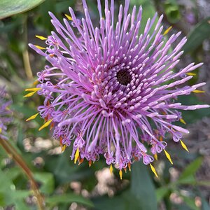 Springtacular Flower 6.jpg