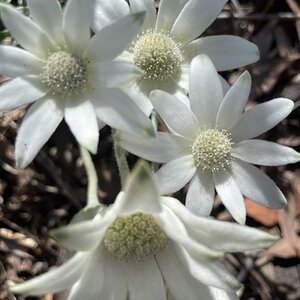 Springtacular Flower 7.jpg