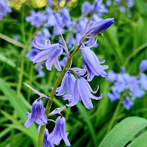 Springtacular Flower 9.jpg