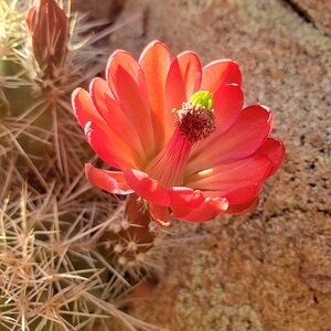 Springtacular Flower 10.jpg