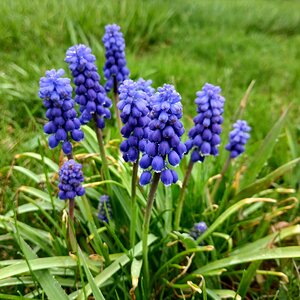 Springtacular Flower 13.jpg