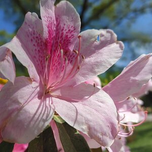 Springtacular Flower 15.jpg