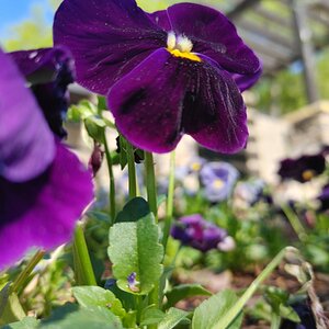 Springtacular Flower 16.jpg