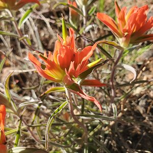 Springtacular Flower 17.jpg