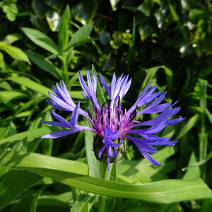 Springtacular Flower 18.jpg