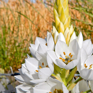 Springtacular Flower 27.jpg