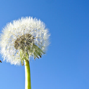 Springtacular Flower 28.jpg