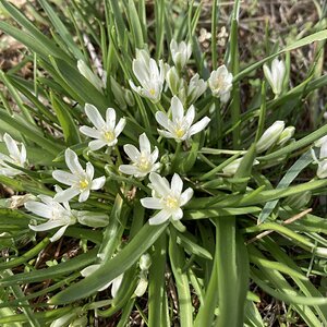 Springtacular Flower 37.jpg