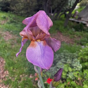 Springtacular Flower 39.jpg