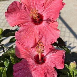 Springtacular Flower 66.jpg