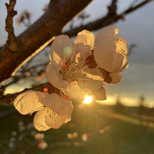 Springtacular Flower 72.jpg