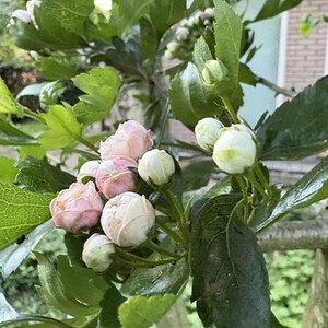 Springtacular Flower 77.jpg