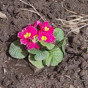 Springtacular Flower 81.jpg