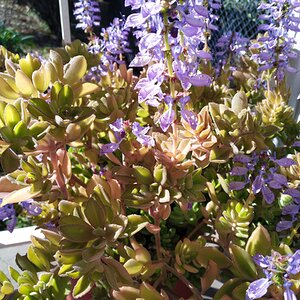 Springtacular Flower 85.jpg