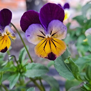 Springtacular Flower 87.jpg