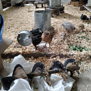 Run is not complete, little storage in part of the coop!