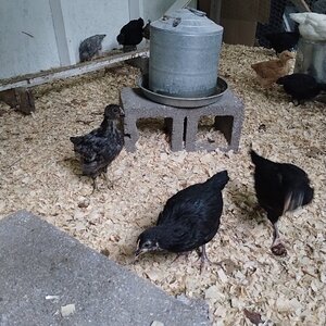 Chilling in the coop