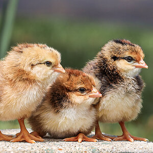 Cutest Baby Fowl Photo Contest—16th Annual 278.jpg