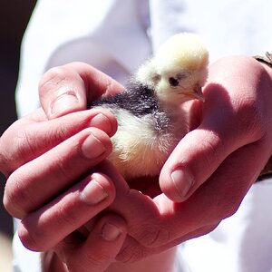 Cutest Baby Fowl Photo Contest—16th Annual 279.jpg