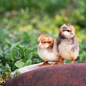 Cutest Baby Fowl Photo Contest—16th Annual 280.jpg