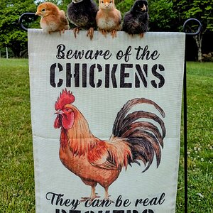 Cutest Baby Fowl Photo Contest—16th Annual 282.jpg
