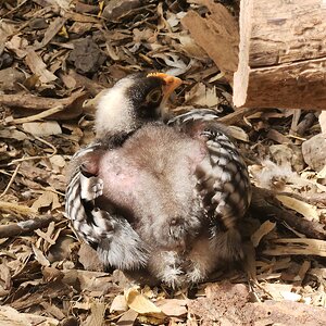 Cutest Baby Fowl Photo Contest—16th Annual 284.jpg