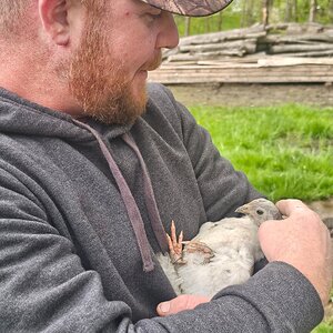 Cutest Baby Fowl Photo Contest—16th Annual 287.jpg