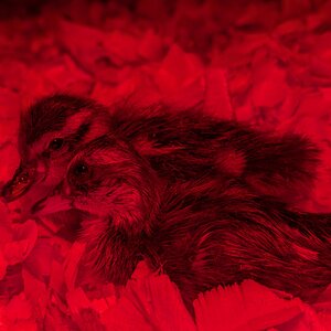 Cutest Baby Fowl Photo Contest—16th Annual 288.jpg