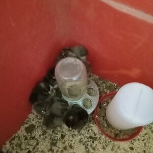 Cutest Baby Fowl Photo Contest—16th Annual 289.jpg