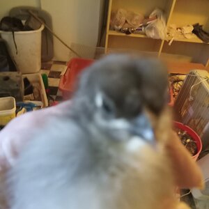 Cutest Baby Fowl Photo Contest—16th Annual 290.jpg