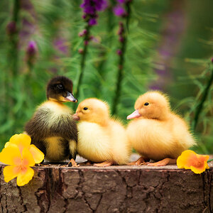 Cutest Baby Fowl Photo Contest—16th Annual 292.jpg