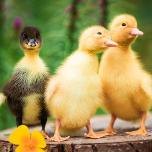 Cutest Baby Fowl Photo Contest—16th Annual 294.jpg