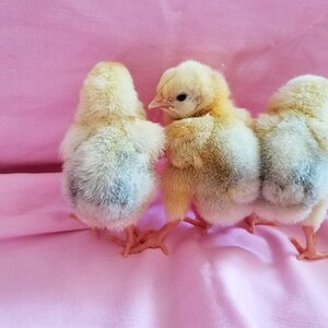 Cutest Baby Fowl Photo Contest—16th Annual 296.jpg